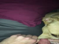 Dog oral sex